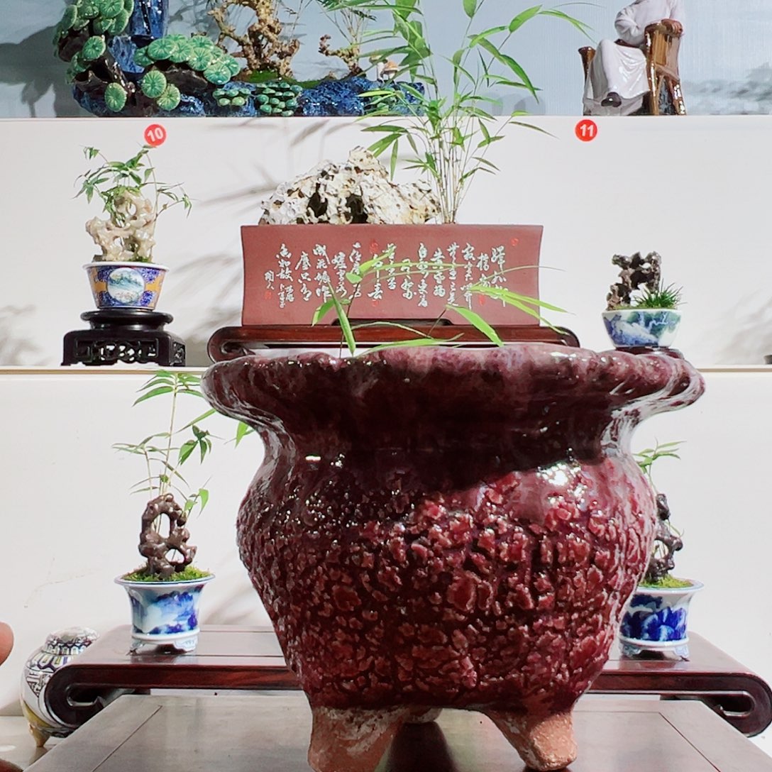 无花朵盆景，凤尾竹，玉玲珑