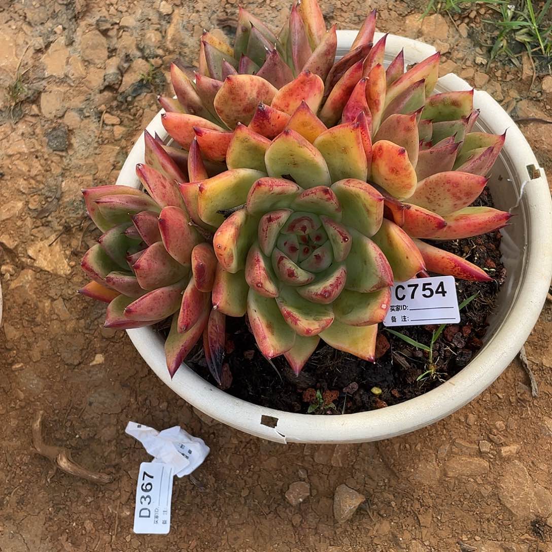 若如东云单拍C754