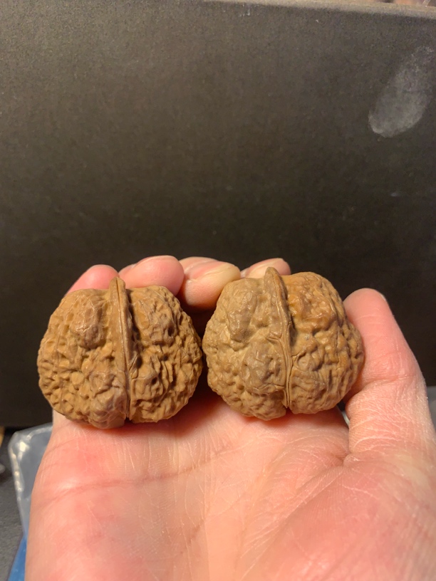 40蛤蟆头011007云南铁核桃木氏蛤蟆头带阴皮磕尖