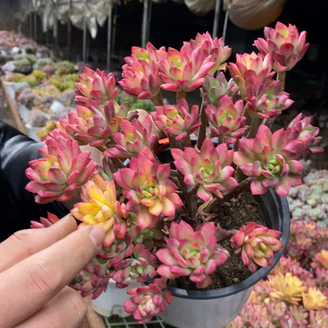 小叮当锦整桩无砍老桩