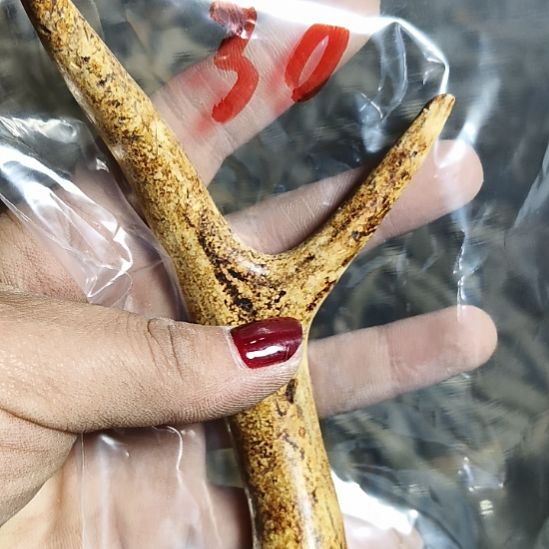 平***士鹿角鹿角鹿角鹿角鹿角鹿角
