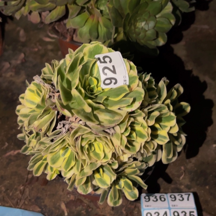 925迈巴赫多肉植物不售后