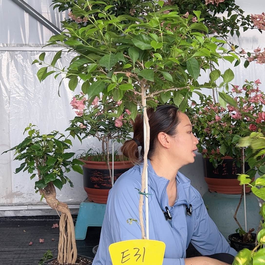 当前无花栽培后可以开花凤*?E31婆罗洲樱花