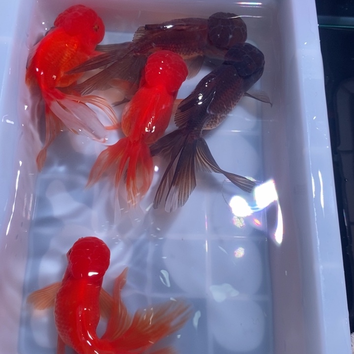 龙睛金鱼精品国狮