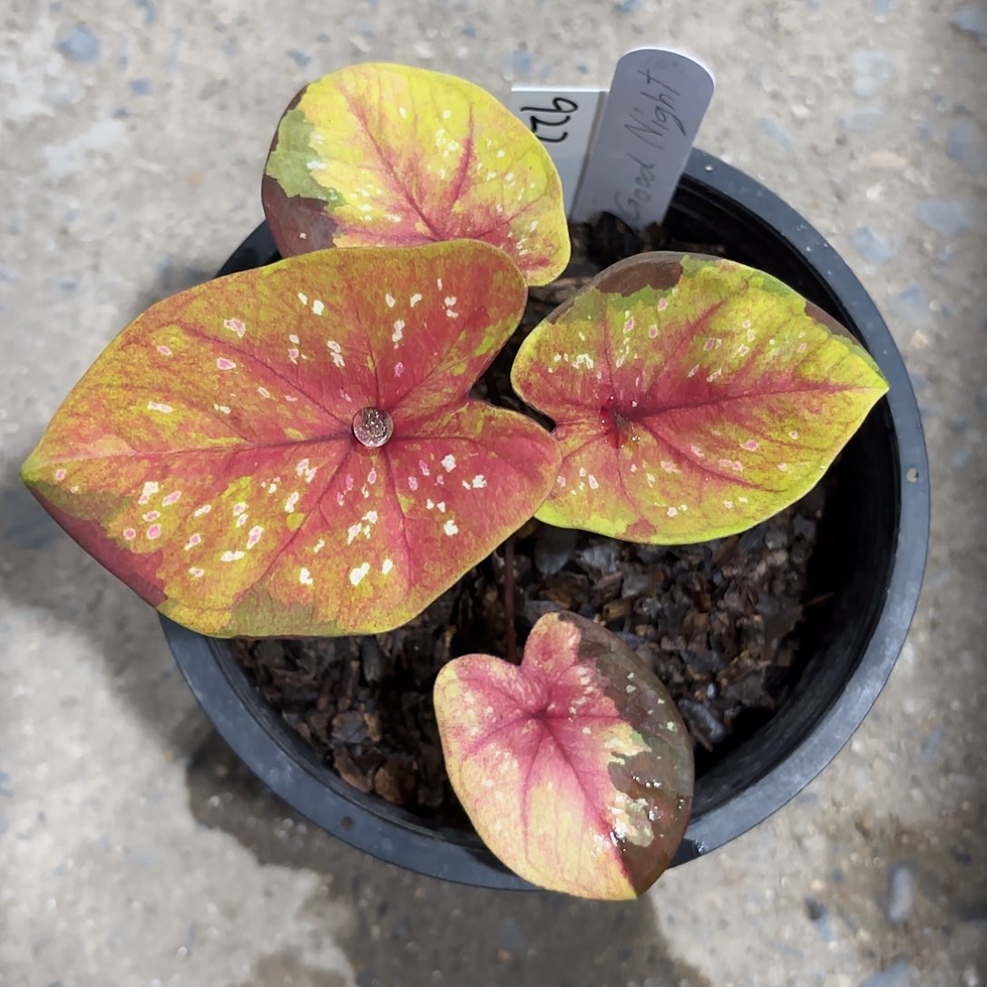 922-0125goodnight彩叶芋泰国发货