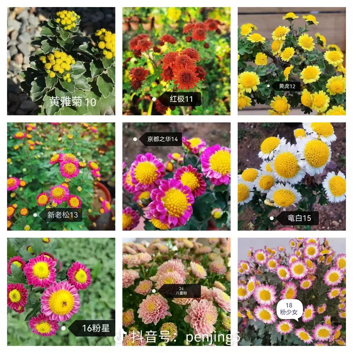 盆景菊可造型多年生室内花卉绿植冬菊夏天观叶（换盆不包售后）菊花