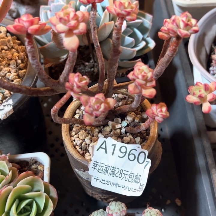 幸运的是我的朋友们