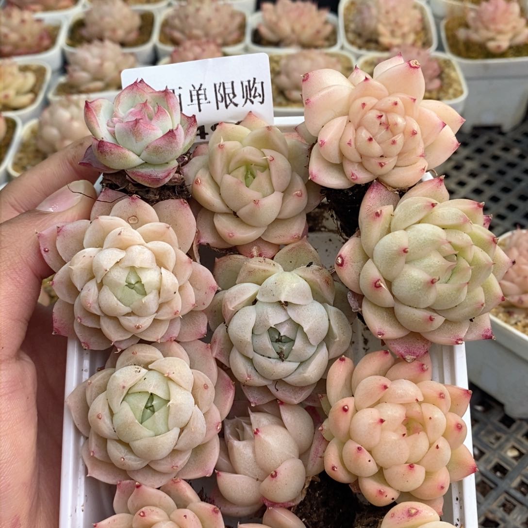 2-496 新疆西藏内蒙不发其他12.8包邮两到三公分多肉