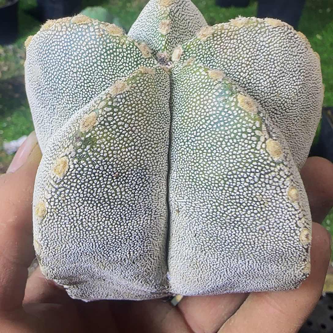 恩冢718仙人球开花