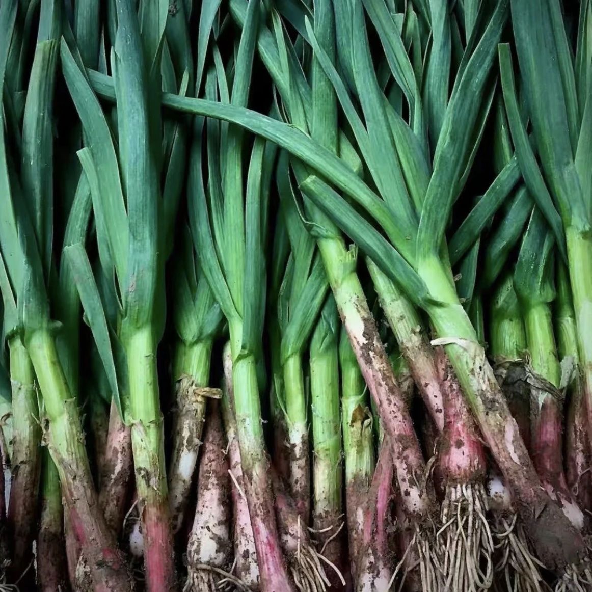 (无蓝帆)新鲜红根蒜苗农家批发自种现挖带泥3斤/5斤河南红根蒜苗