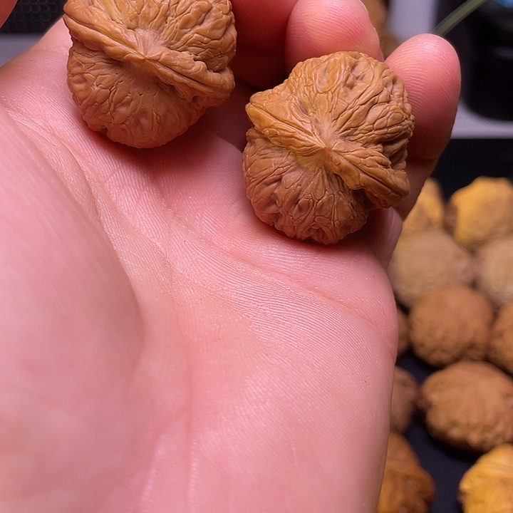 大叶紫檀（黑酸枝木类）