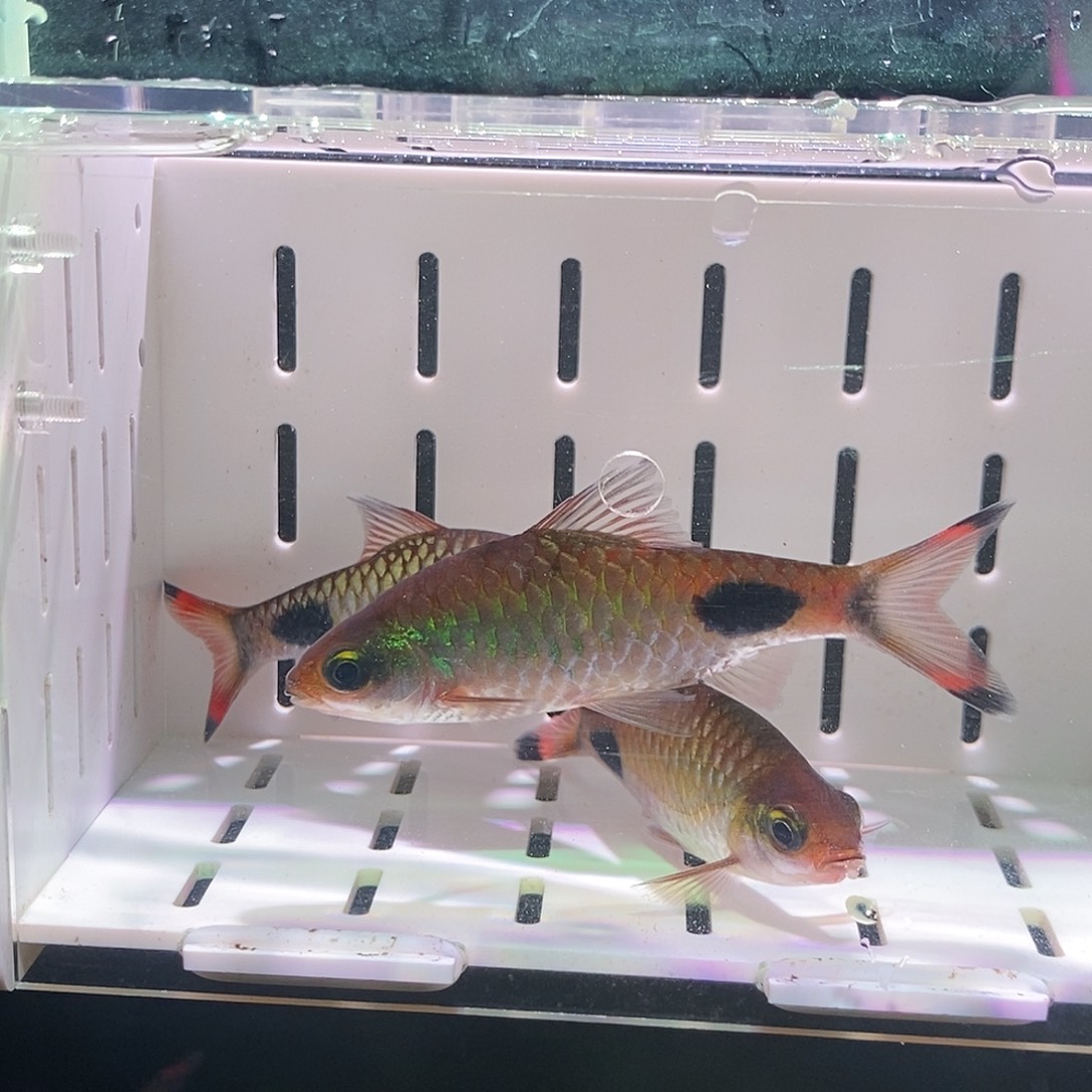 七彩神仙鱼紫红两点鲫公 8-9
