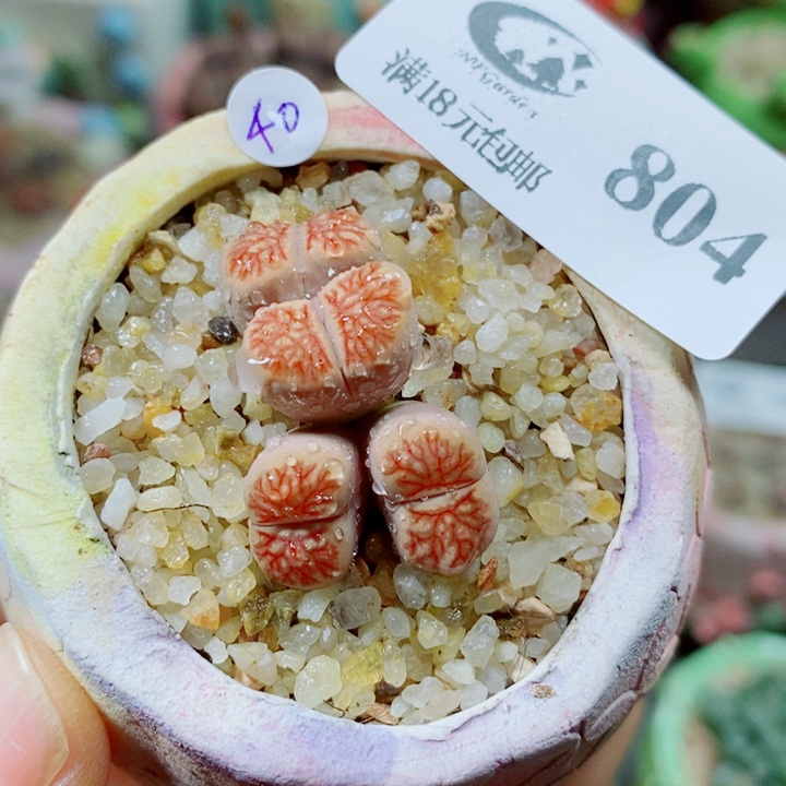 生石花花花花花花花804