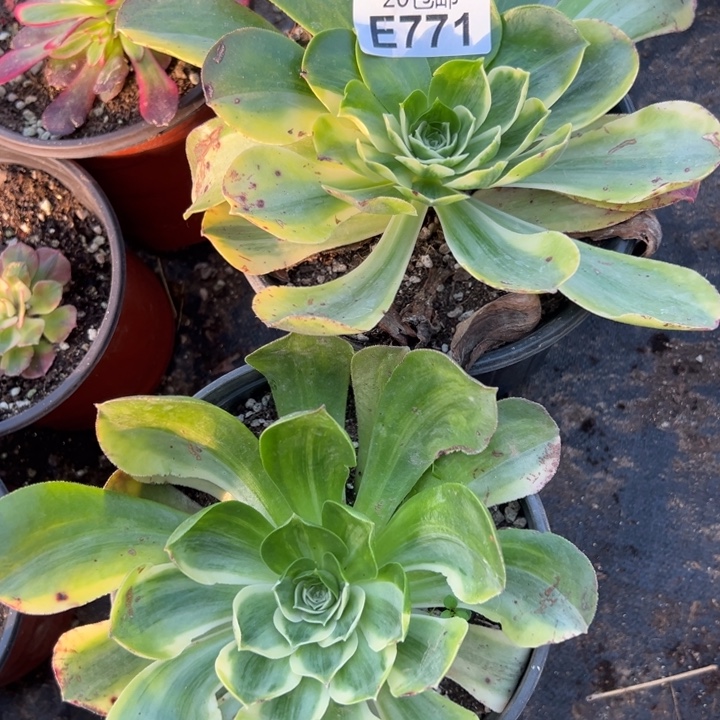 多肉植物771不售后