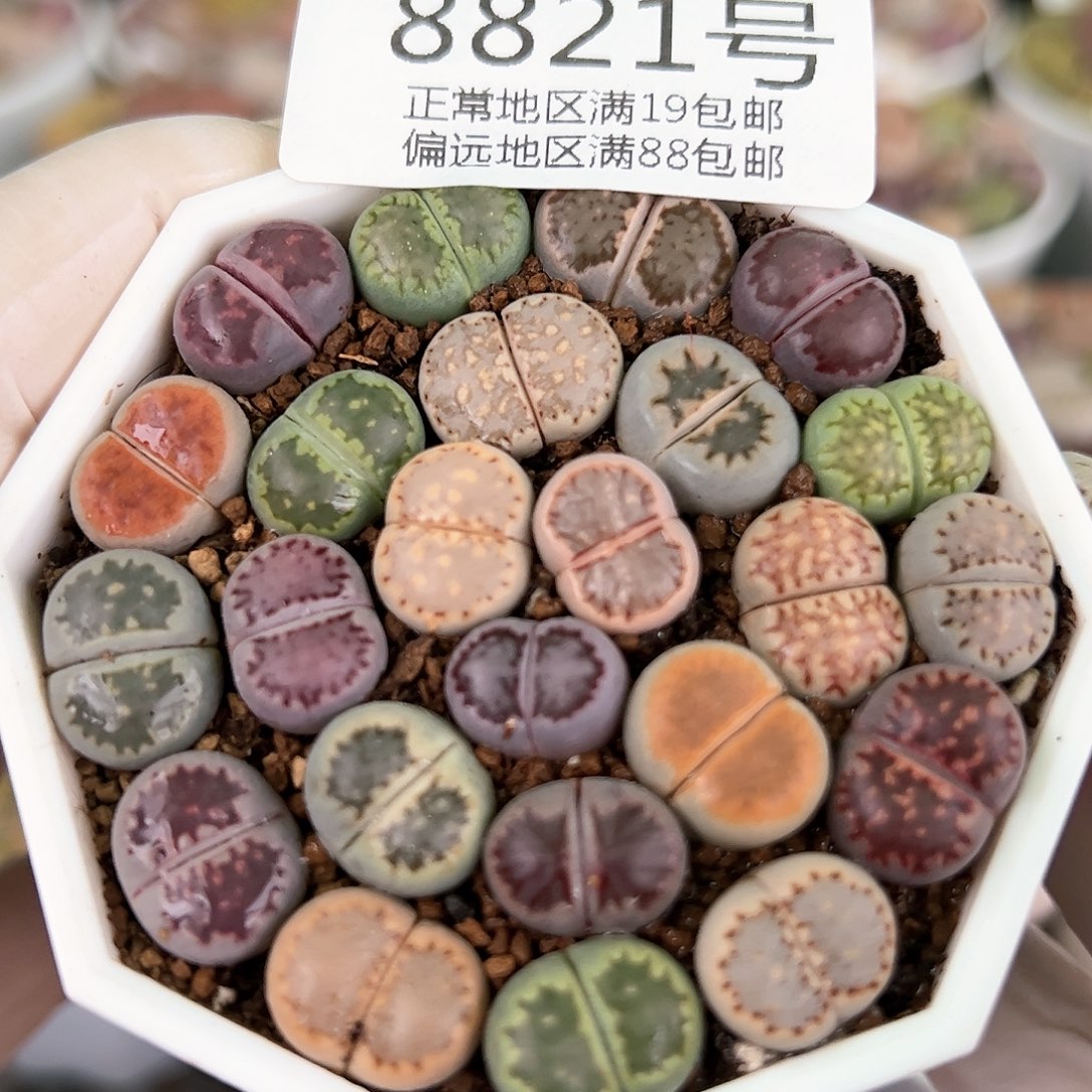 8821三年彩饼干24颗1.3cm左右