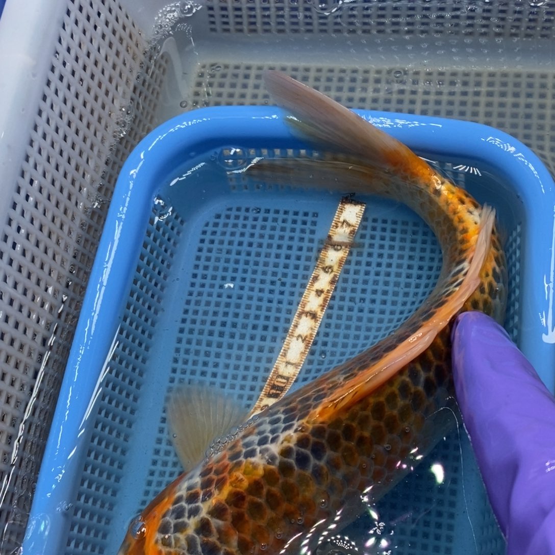 锦鲤冷水锦鲤包邮