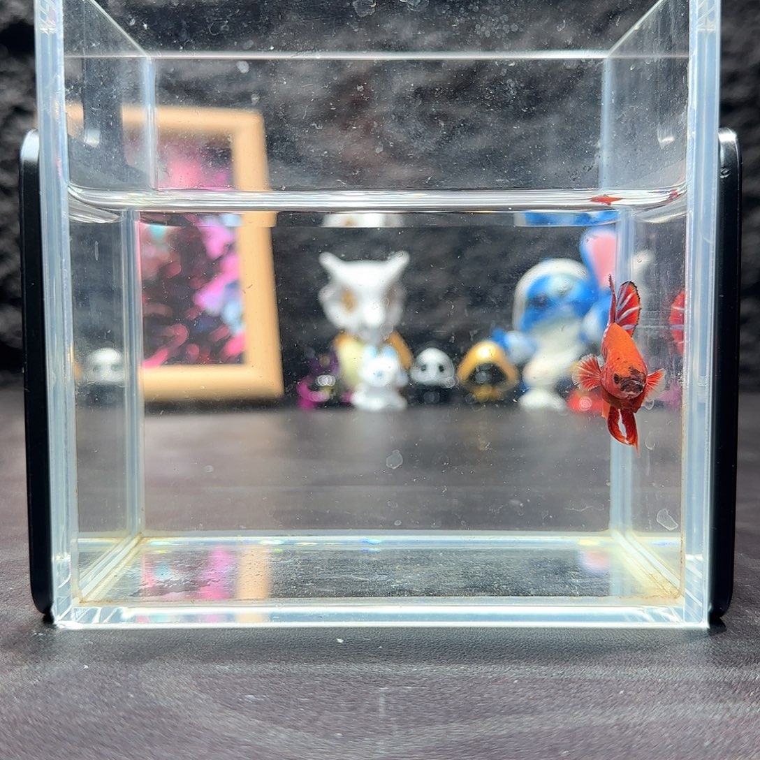 斗鱼十二月二十九号