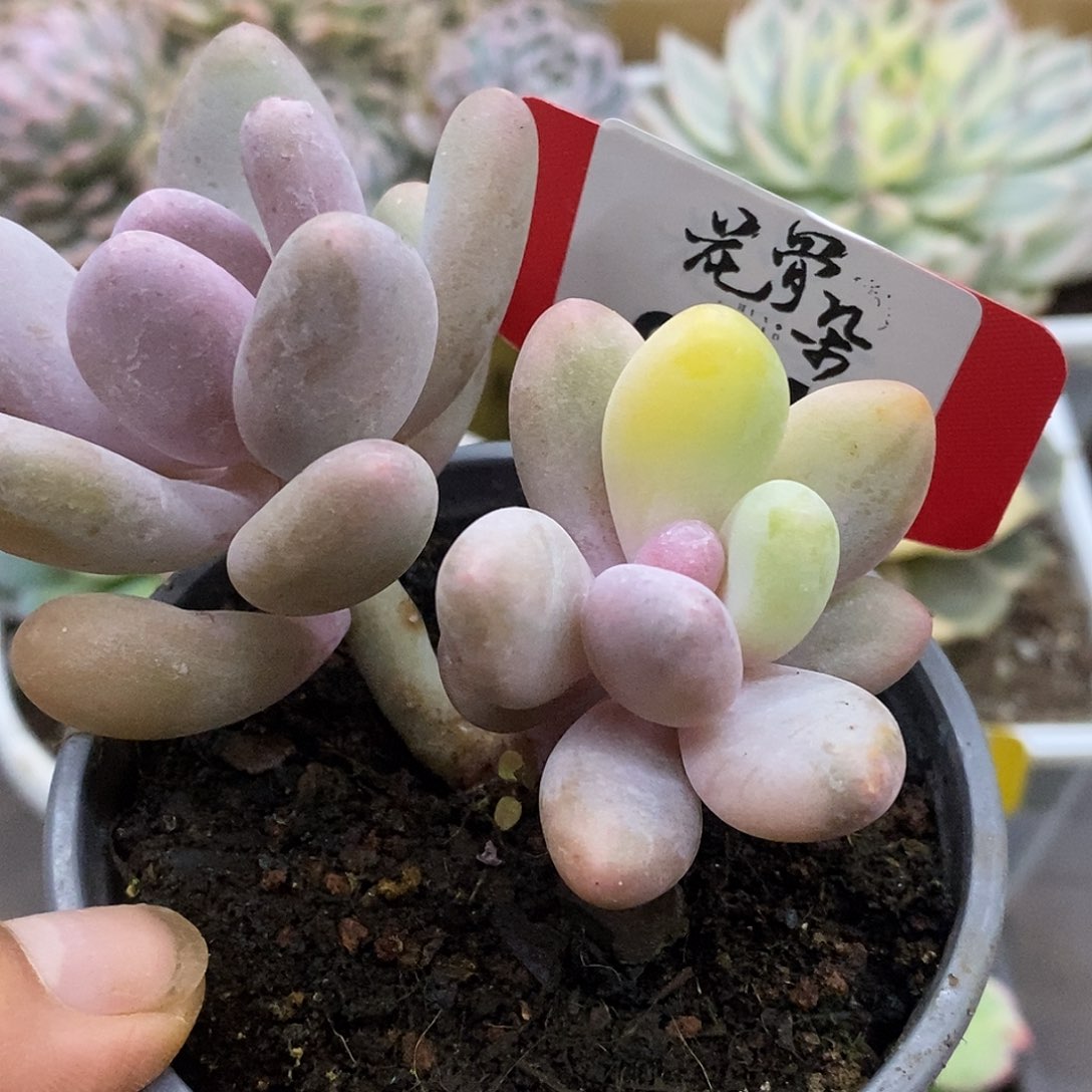 晏***湫340哈哈哈哈哈哈哈哈