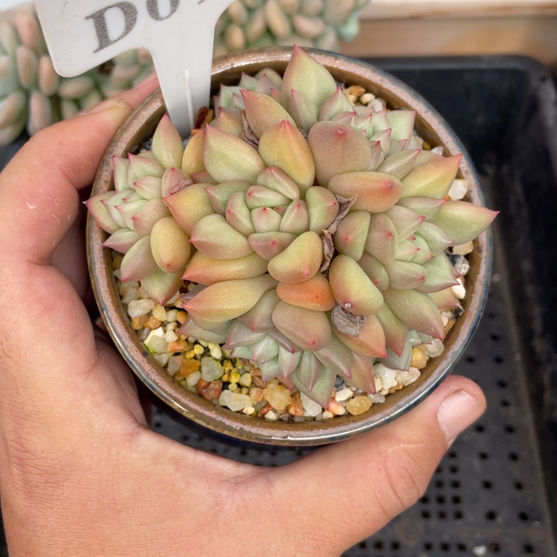 095象牙不带盆9厘米