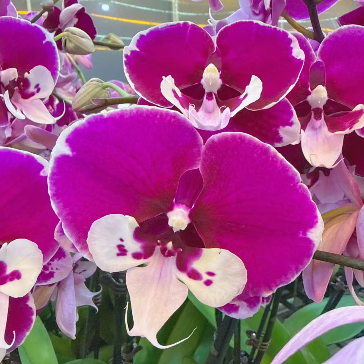 精选蝴蝶兰【宾利】紫红色系稀有品种 室内绿植花卉 基地直发