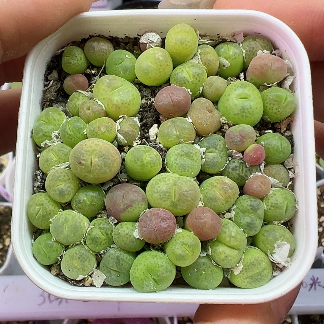 694翠光玉带盆土发货