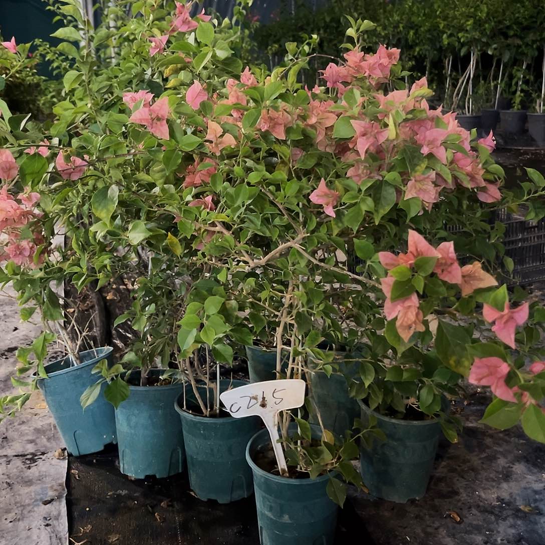 当前无花栽培后可以开花C215酒红带竹一颗