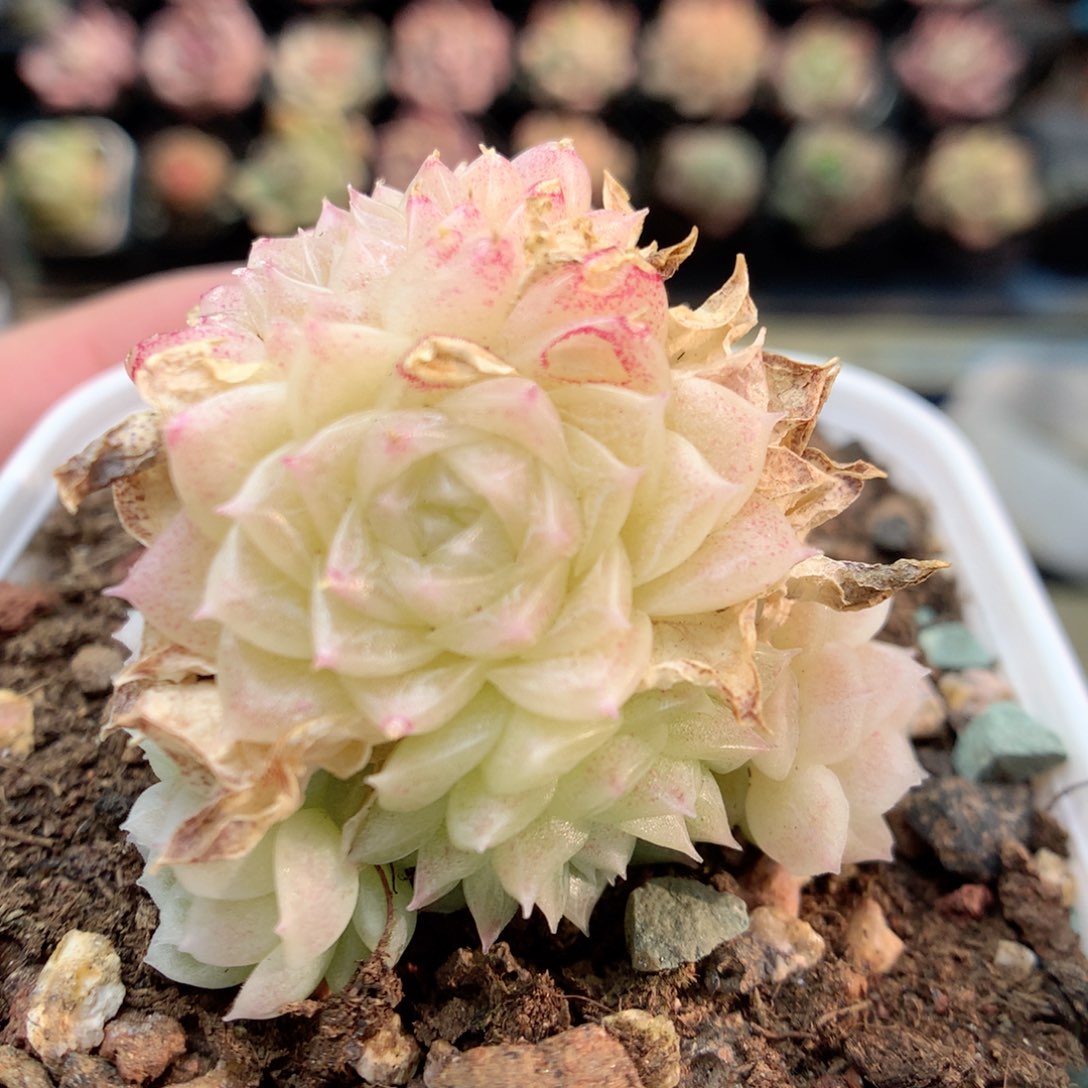 G113珠光冰透珍妮麦杆群