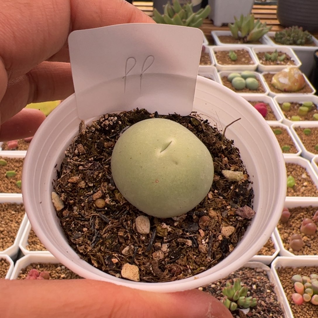 雪*?4.20鸽子蛋多肉植物99