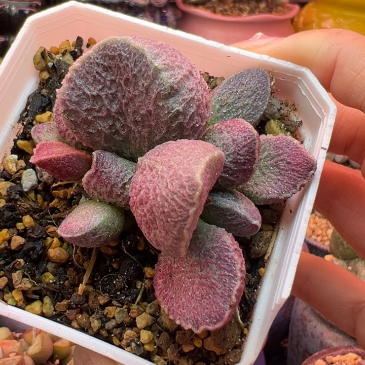 别***良          哈默猪肝。   