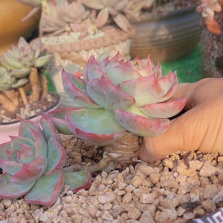 惊鸿仙子0993多肉植物