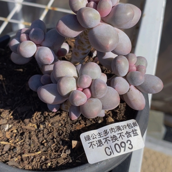 香水手指奶有砍8cm1093多肉