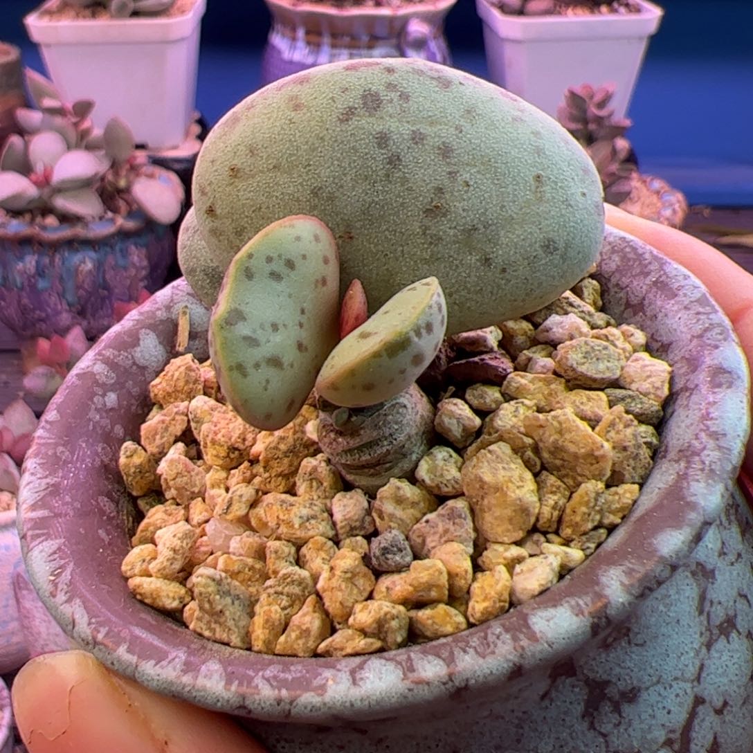 ：****你们都是我的朋友