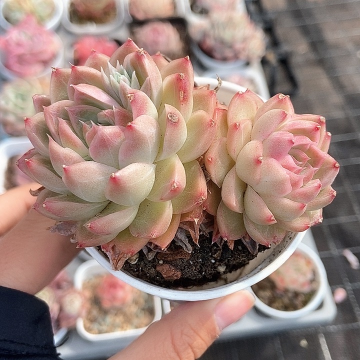 一物一拍满十元包邮发货 147