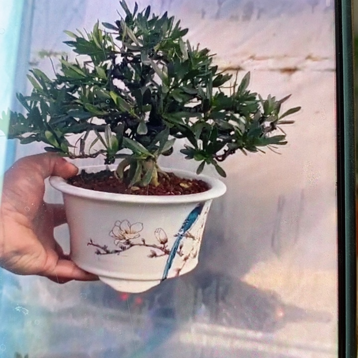 无花朵栀子花香水