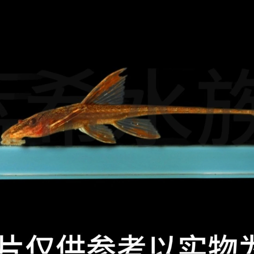 热带观赏鱼黑魔神直升机异形鱼活体除藻清洁工具鱼