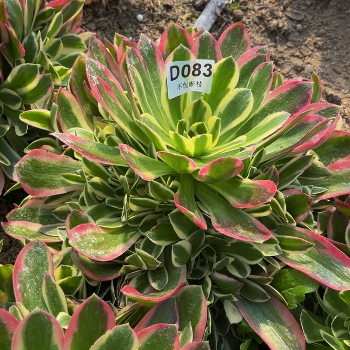 083白凤多肉法师不包断枝