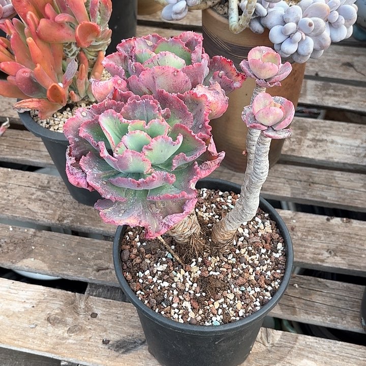 多肉植物，舞会红群