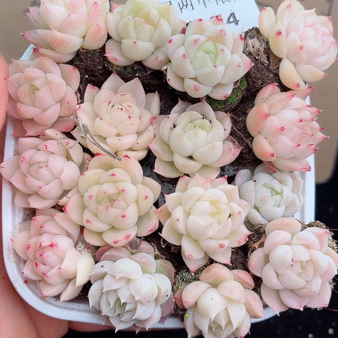 1-64 新疆西藏内蒙不发12.8包邮2-3公分多肉
