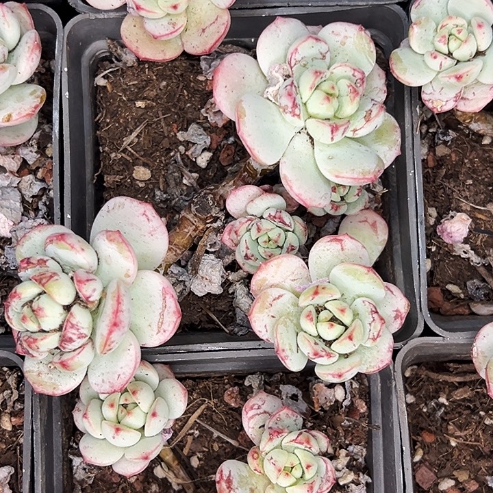 方盆香草老桩。  福利多多