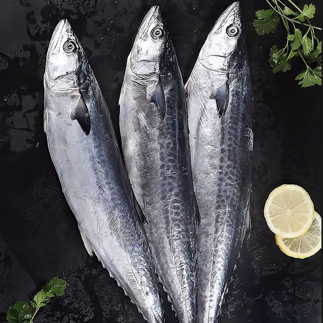 【马鲛鱼】新鲜大马鲛鱼新鲜冷冻青岛野生海鱼整条海鲜水产