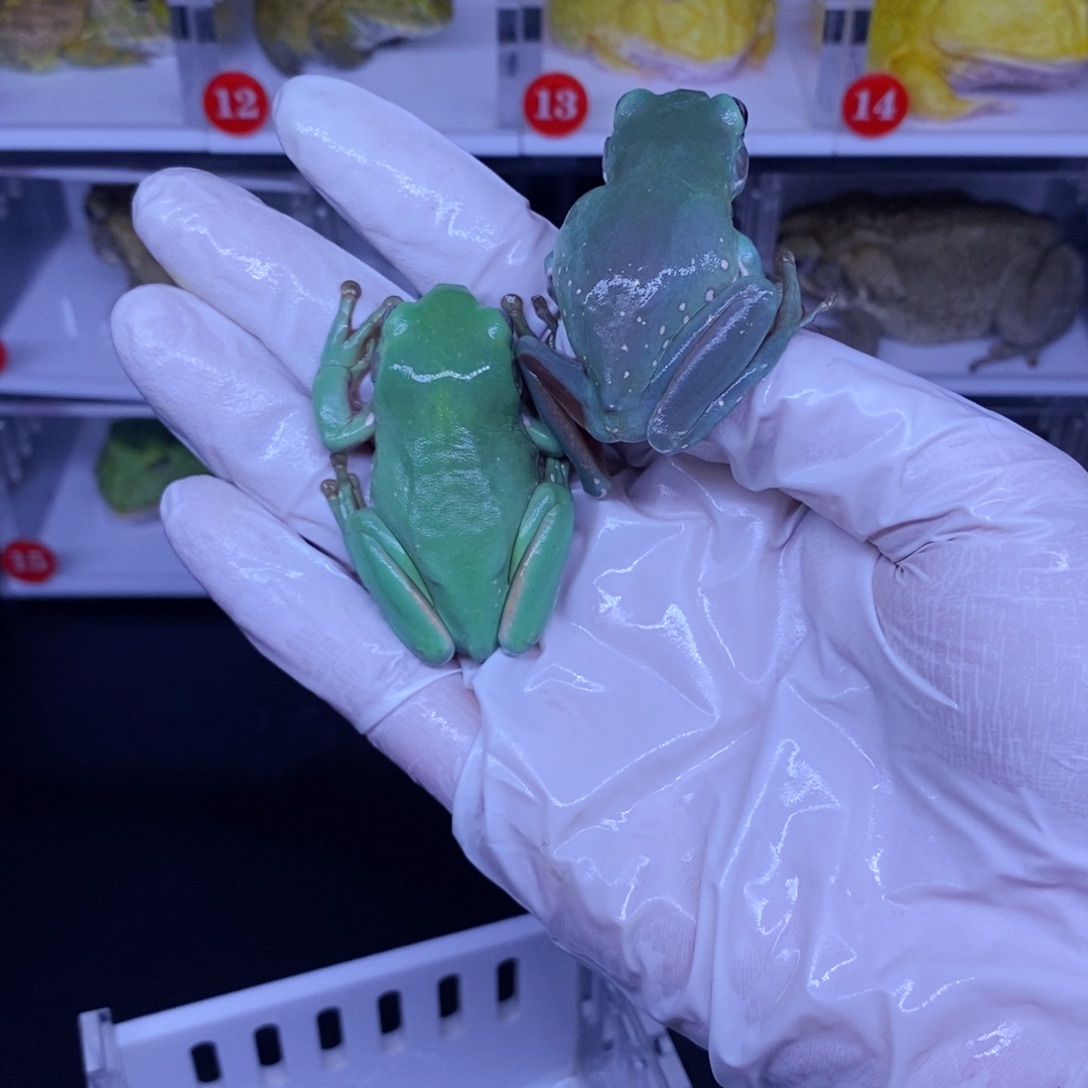 晴****角蛙角蛙3-10cm闪购专享链接