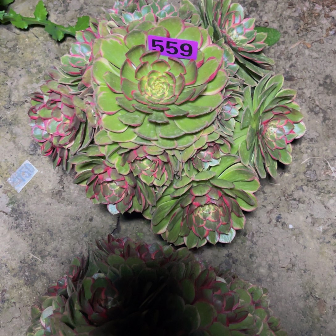 粉花妖26///33包邮