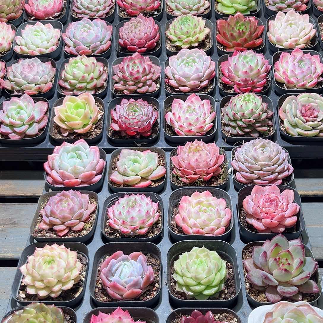 木16颗19.9 6.5cm口径黑方盆单头含盆含土量拍