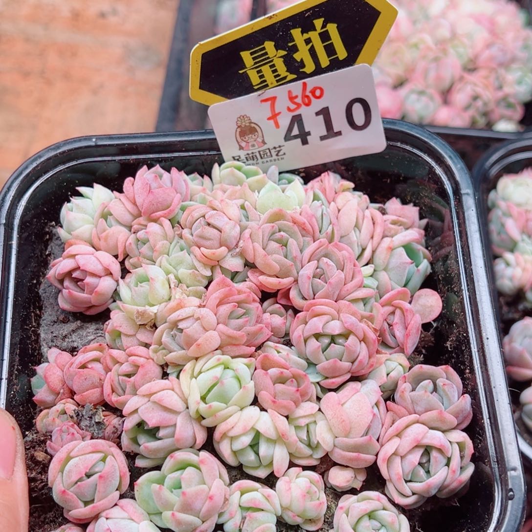 多肉植物多肉植物