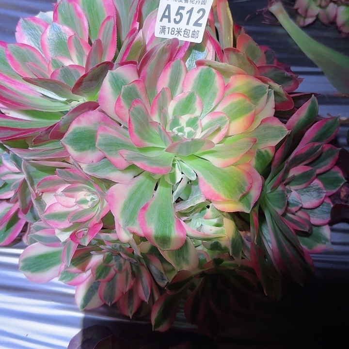 多肉法师花样年朵