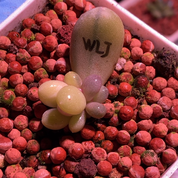 文乐奶酪锦多肉植物