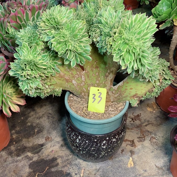 33燕凝缀多肉一物一拍～