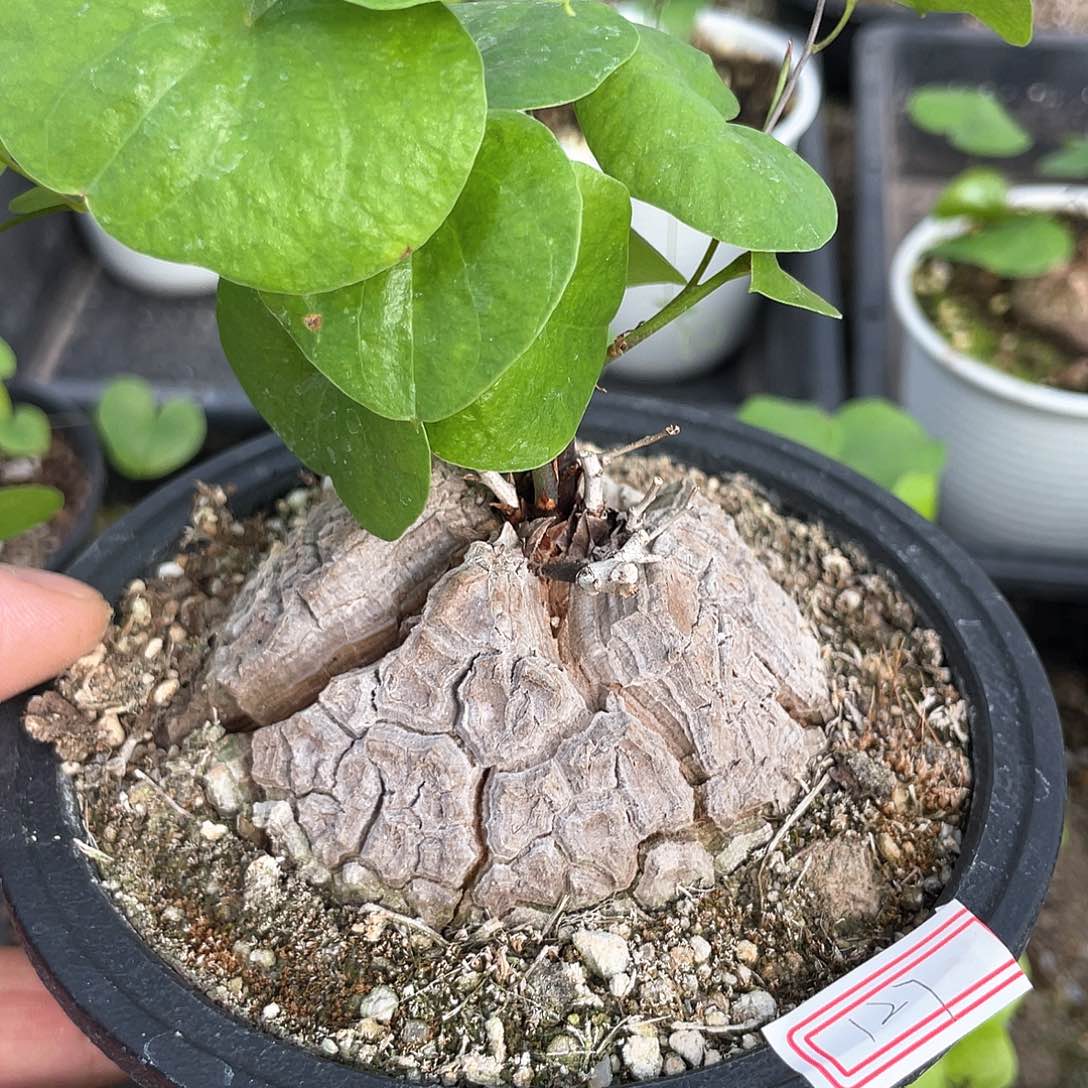 龟甲龙一物一拍127号8cm不圆特价