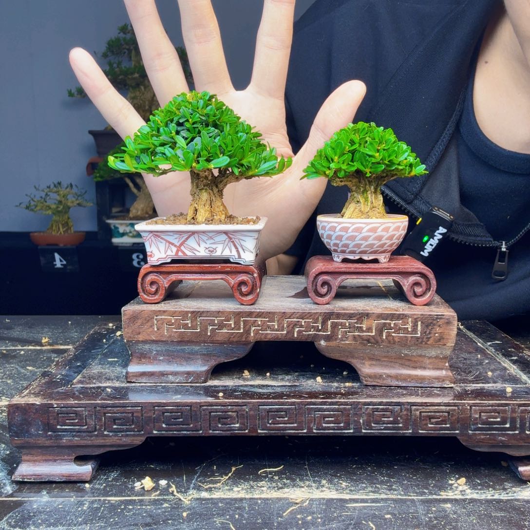 太***阳无花朵黄杨盆景一物一拍