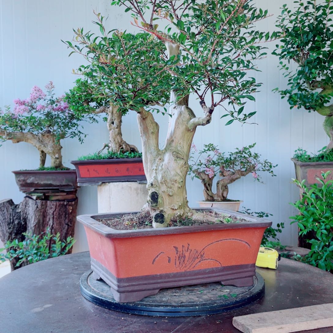 无花朵红花紫薇红花zw